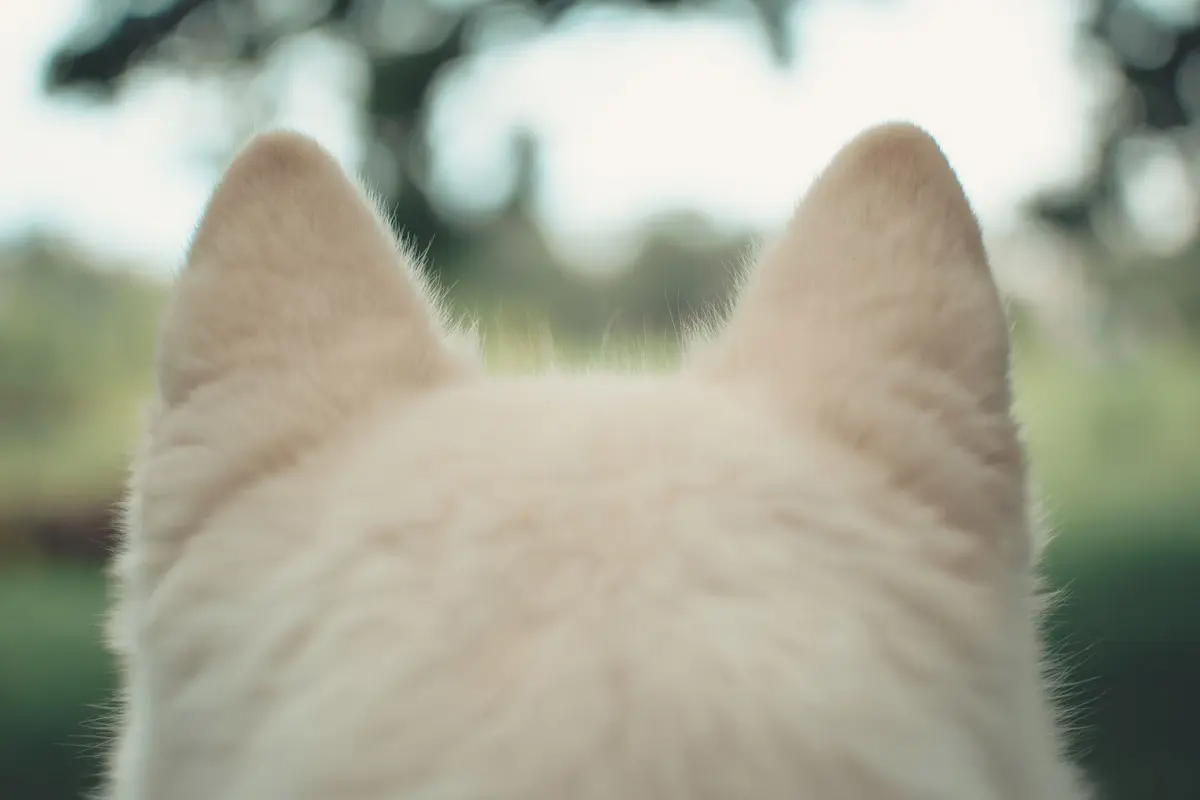 For Furry Friends: 6 Common Pet Issues That P.A.W.S Tackles