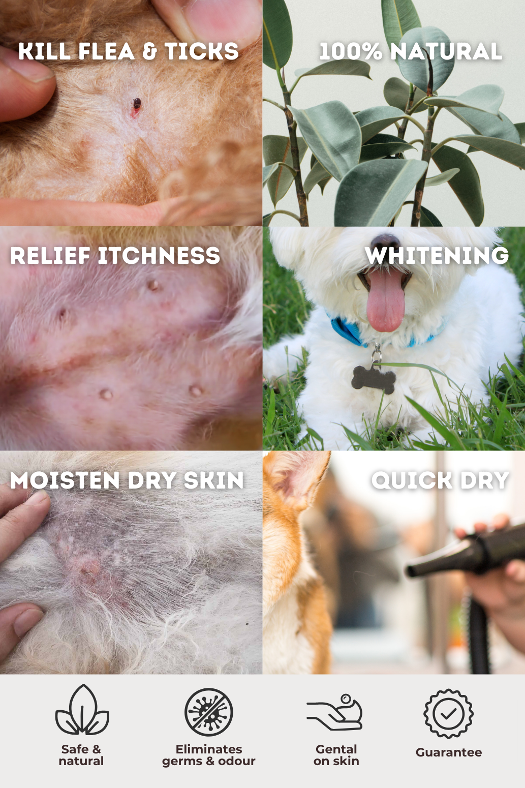 P.A.W.S Shampoo B4 after 2