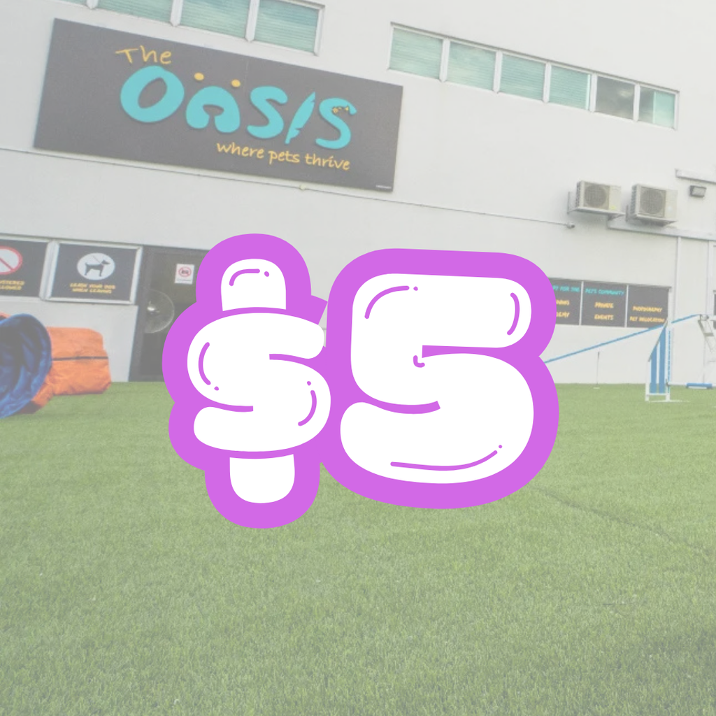 The Oasis Where Pets Thrive